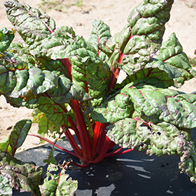 Plant Photo 10