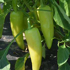 Plant Photo 1