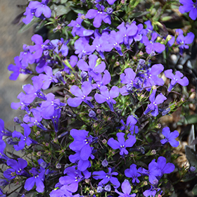 Plant Photo 3