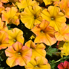 Plant Photo 9