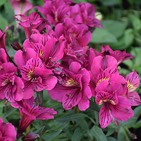 Plant Photo 10