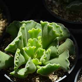 Plant Photo 7