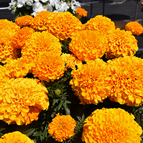 Plant Photo 4