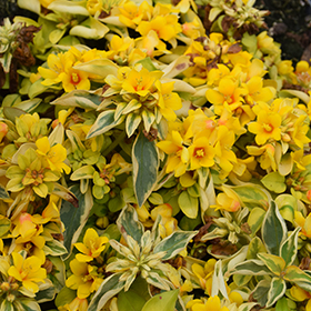 Plant Photo 4