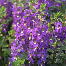 Plant Photo 2