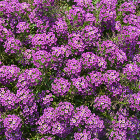 Plant Photo 10