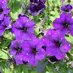 Plant Photo 8