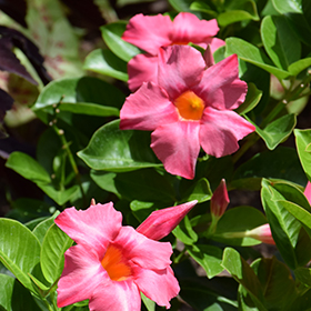 Plant Photo 4