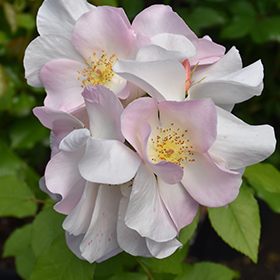 Plant Photo 8