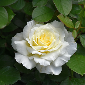 Plant Photo 7