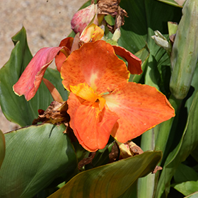 Plant Photo 1