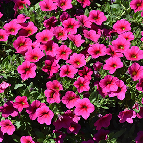Plant Photo 8