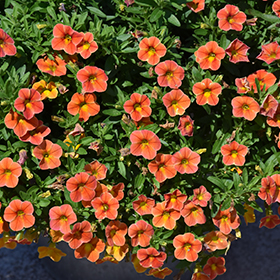 Plant Photo 7