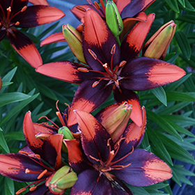 Plant Photo 5