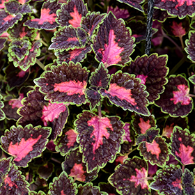 Plant Photo 2