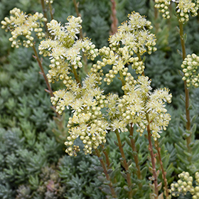 Plant Photo 2