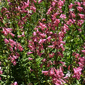 Plant Photo 8