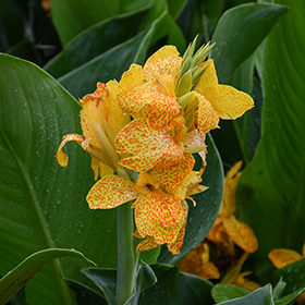 Plant Photo 3